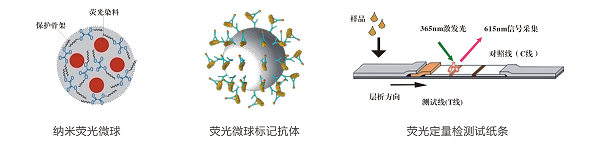 乙草胺熒光定量快速檢測卡/試紙條