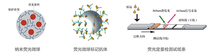 生物素(VB7)熒光定量快速檢測(cè)試紙條檢測(cè)原理